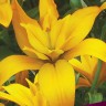 Лилия азиатская махровая Голд Твин (Lilium asiatic double Gold Twin)
