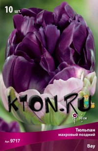 Тюльпан махровый поздний Вау (Tulipa double late Wow)