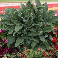 Хоста гибридная Рестлесс Си (Hosta hybrid Restless Sea)