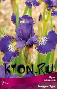 Ирис сибирский Голден Эдж (Iris sibirika Golden Age)