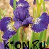 Ирис сибирский Голден Эдж (Iris sibirika Golden Age)