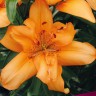 Лилия азиатская махровая Дабл Ориндж (Lilium asiatic double Double Orange)
