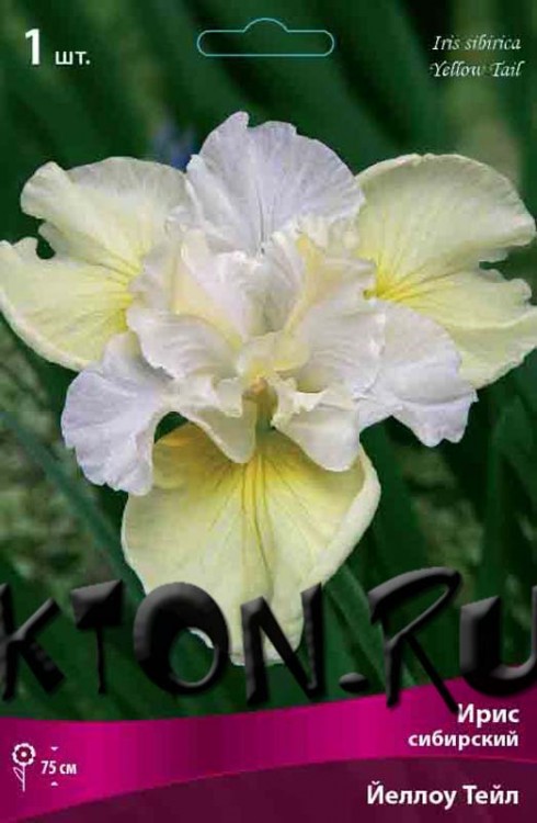 Ирис сибирский Йеллоу Тейл (Iris sibirika Yellow Tail)
