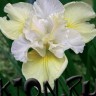 Ирис сибирский Йеллоу Тейл (Iris sibirika Yellow Tail)