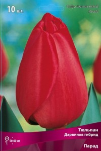 Тюльпан Дарвинов гибрид Парад (Tulipa Darwin hybrid Parade)