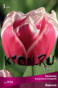 Тюльпан махровый поздний Вироза (Tulipa double late Wirosa)