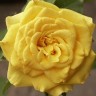 Роза флорибунда Алголд (Rose floribunda Allgold)