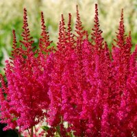 Астильба китайская Хот Перлз (Astilbe chinensis Hot Pearls)