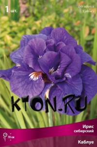 Ирис сибирский Каблуе (Iris sibirika Kabluey)