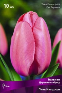 Тюльпан Дарвинов гибрид Пинк Импрешн (Tulipa Darwin hybrid Pink Impression)