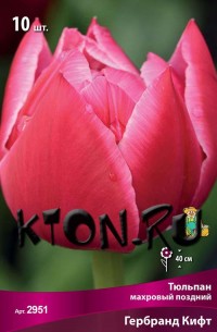 Тюльпан махровый поздний Гербранд Кифт (Tulipa double late Gerbrand Kieft)