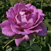 Роза чайно-гибридная Генри Идланд (Rose Hybrid Tea Harry Edland)