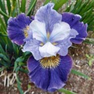 Ирис сибирский Магнетизм (Iris sibirika Magnetism)