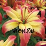 Лилия азиатская махровая Деликат Джой (Lilium asiatic double Delicate Joy)