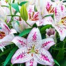 Лилия восточная Солюшн (Lilium oriental Solution)