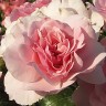 Роза флорибунда Боника (Rose floribunda Bonica)