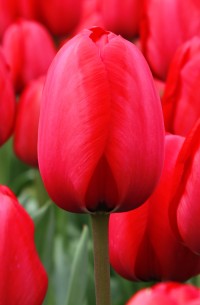 Тюльпан Дарвинов гибрид Ред Импрешн (Tulipa Darwin hybrid Red Impression)