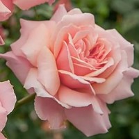 Роза флорибунда Боттичелли (Rose floribunda Botticelli)