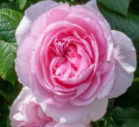 Роза парковая Рози Дон (Park rose Rosie Don)