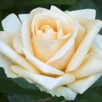 Роза флорибунда Ванила (Rose floribunda Vanilla)