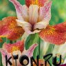 Ирис сибирский Паприкаш (Iris sibirika Paprikash)