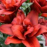 Лилия азиатская махровая Канари Уорф (Lilium asiatic double Canary Wharf)