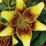 Лилия азиатская Латвия (Lilium asiatic Latvia)