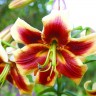 Лилия ОТ гибрид Ред Морнинг (Lilium OT hybrid Red Morning)   