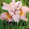 Ирис сибирский Лемон Вейл (Iris sibirika Lemon Veil)