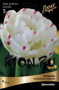 Тюльпан махровый поздний Данслайн (Tulipa double late Danceline)