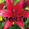 Лилия ЛА гибрид Евфрат (Lilium LA-hybrid Euphrates)