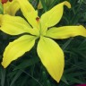 Лилия азиатская махровая Кенсингтон (Lilium asiatic double Kensington)