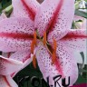 Лилия восточная Тайгер Эдишн (Lilium oriental Tiger Edition)