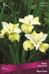 Ирис сибирский Мун Силк (Iris sibirika Moon Silk)