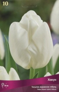 Тюльпан Дарвинов гибрид Хакун (Tulipa Darwin hybrid Hakuun)