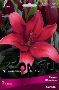 Лилия ЛА гибрид Сигалон (Lilium LA-hybrid Cigalon)