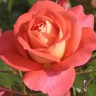 Роза флорибунда Зоммерзонне (Rose floribunda Sommersonne)