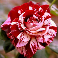 Роза чайно-гибридная Имэджин (Rose Hybrid Tea Imagine)