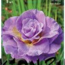 Ирис сибирский Пинк Парфе (Iris sibirika Pink Parfait)
