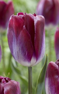 Тюльпан Триумф Канзас Прауд (Tulipa triumph Kansas Proud)