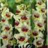 gladiolus-sapporo.jpg