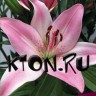 Лилия ЛА гибрид Куплет (Lilium LA-hybrid Couplet)