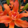 Лилия азиатская махровая Крейзи Твин (Lilium asiatic double Crazy Twin)