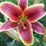 Лилия ОТ гибрид Софи (Lilium OT hybrid Sophie) 