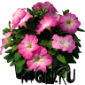 Рассада Петуния мультифлора (Petunia multiflora) в ассортименте 6 шт