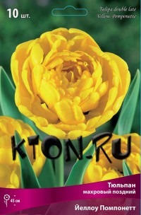 Тюльпан махровый поздний Йеллоу Помпонетт (Tulipa double late Yellow Pomponnet)
