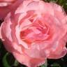 Роза флорибунда Квин Элизабет (Rose floribunda Queen Elizabeth)