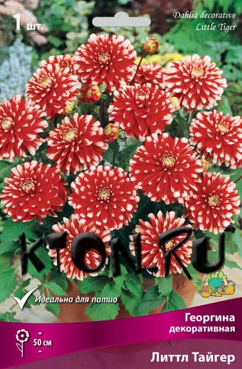 Георгина декоративная Литтл Тайгер (Dahlia decorative Little Tiger)