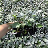 Рассада Цинерария (Cineraria) 6 шт