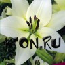 Лилия ЛА гибрид Курьер (Lilium LA-hybrid Courier)
